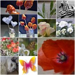 Projet 365 Récap du mois de Mai